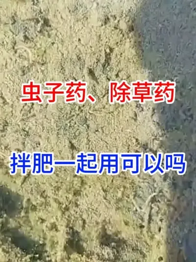 虫子药，除草药，拌肥一起用可以吗？ #病虫害技术推广   #传播农业知识传播正能量   #病虫害的防治   #土传病害
