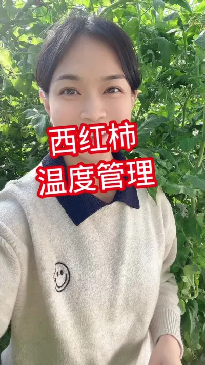 #西红柿管理技巧 #西红柿种植 点个关注 互相学习吧@抖音小助手