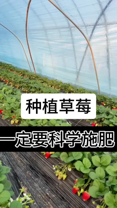 种植草莓一定要科学防治#草莓种植管理技术和方法 #草莓种植方法 #草莓种植 #草莓种植基地 #服务三农支持三农