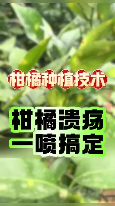 #dou上热门 柑橘溃疡一喷搞定 #抖音新农人 #柑橘种植 #柑橘溃疡病 #助力三农