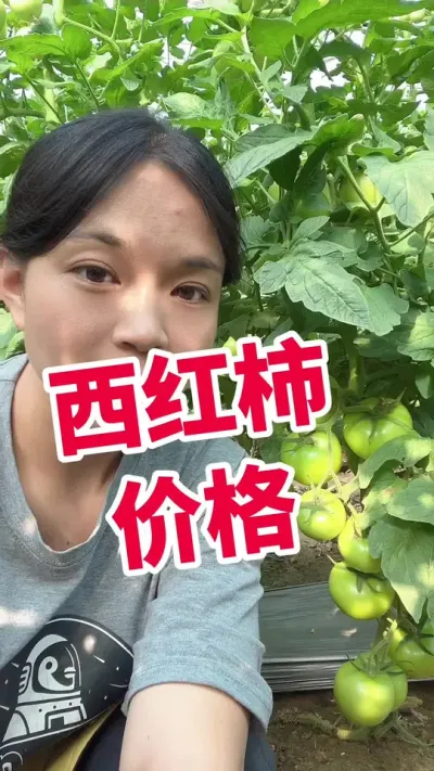 #西红柿价格#西红柿种植 #大棚西红柿 点个关注 互相学习吧@抖音小助手