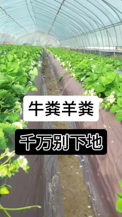 牛粪羊粪千万别下地#草莓种植管理技术和方法 #分享农业知识帮农民增产增收 #草莓种植 #草莓种植基地 #草莓种植方法