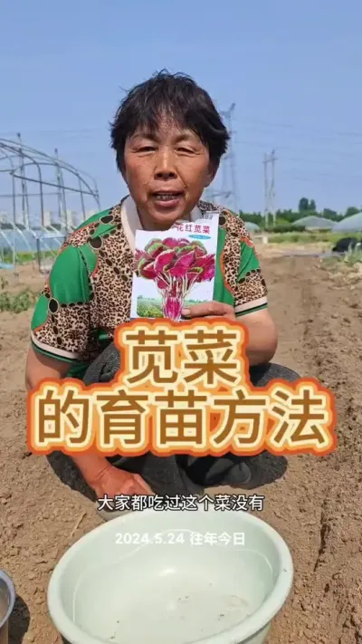 苋菜的种植小技巧，你吃过苋菜吗#三农 #苋菜 #汉菜 #蔬菜种植 #蔬菜杨大姐 @抖音创作小助手 @DOU+小助手 @DOU+上热门