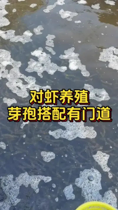 对虾养殖芽孢搭配门道你知道吗#水产养殖 #水产人 #养虾人 #嘉骏新水产 #嘉骏集团