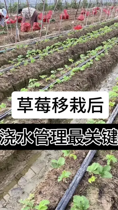 草莓移栽后浇水管理是关键#抖音助农 #抖音助农 #抖音助农