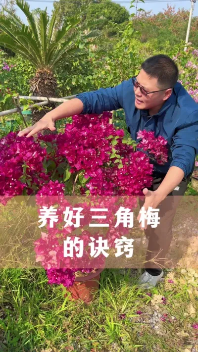 想要三角梅养的好，这些诀窍要记好#三角梅 #花卉绿植 #养花小知识 #分享养花经验