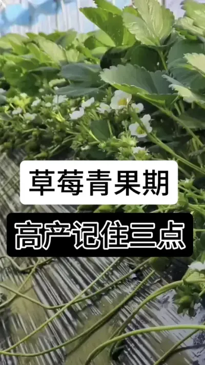草莓青果期高产记住三点#草莓种植管理技术和方法 #草莓种植 #草莓种植方法 #草莓种植基地 #草莓养护方法