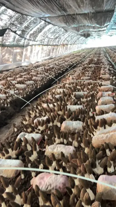 周口基地连续两年获得高产，只有微喷带，羊肚菌种植管理一定要因地制宜，我们的菇形今年很多种植户满意#创作者中心 #创作灵感