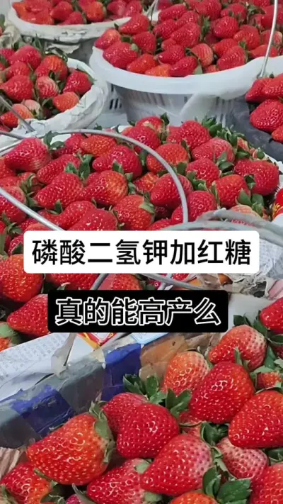 磷酸二氢钾加红糖真的能高产么#草莓种植管理技术和方法 #分享农业知识帮农民增产增收 #草莓种植 #草莓种植基地 #草莓种植方法