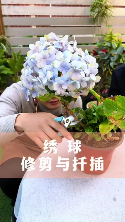 绣球花修剪与扦插的方法#绣球花 #花卉绿植 #养花小知识