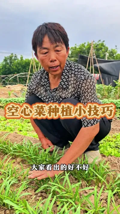 空心菜怎样种出的好呢！赶紧种起来吧#三农 #空心菜 #空心菜种植 #蔬菜种植 #蔬菜杨大姐 @DOU+上热门 @DOU+小助手 @抖音创作小助手