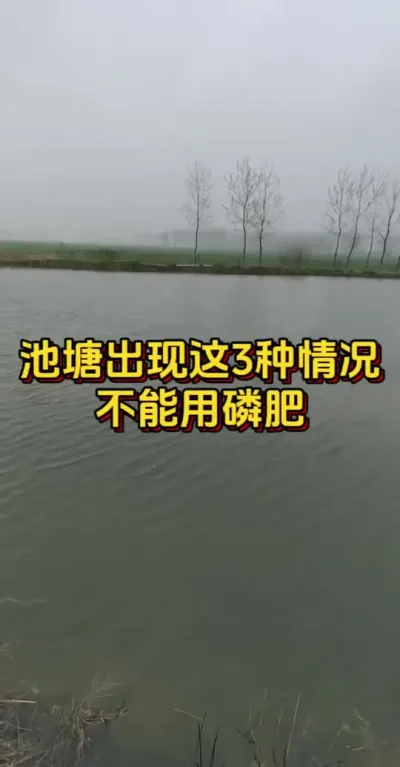池塘出现这三种情况不能用磷肥#小棚养虾 #水产人 #养虾人 #南美白对虾 #对虾养殖