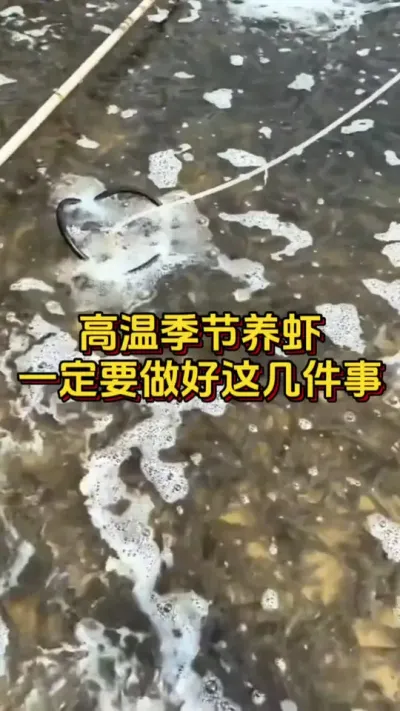高温季节养虾，一定要做好这几件事#水产人 #养虾人 #水产养殖 #嘉骏新水产 #嘉骏集团