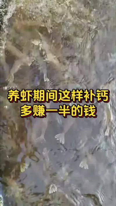 养虾期间这样补钙，多赚一半的钱#水产人 #养虾人 #水产养殖 #嘉骏新水产 #嘉骏集团