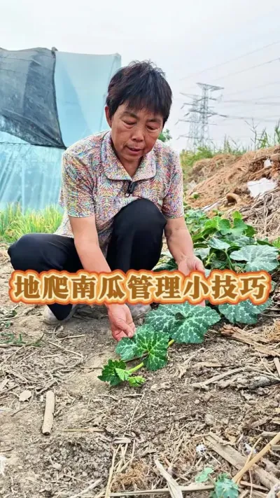 你的南瓜结的多吗#南瓜 #南瓜管理方法 #南瓜种植 #三农 #蔬菜杨大姐 @抖音创作小助手 @DOU+小助手 @DOU+上热门