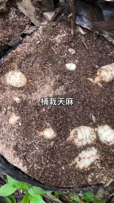 桶栽天麻 你们的天麻有多大了？#农业技术推广 #三农 #强烈推荐 @抖音小助手