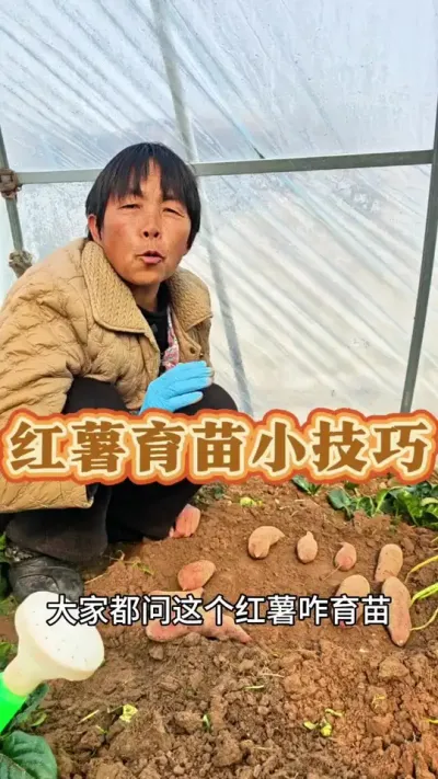 红薯育苗小技巧，自己喜欢吃哪个品种就育哪个品种！#红薯种植  #红薯苗 #红薯育苗 #三农 #红薯种植 @DOU+上热门 @抖音创作小助手 @DOU+小助手 @