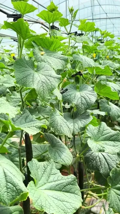 你家作物遇见过这样的问题吗 #三农 #农业种植技术