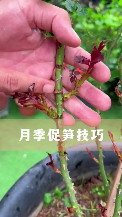 月季促笋芽的几种方法#月季 #花卉绿植 #养花小知识 #分享养花经验