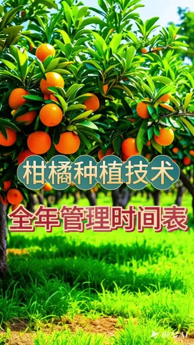 #上热门 柑橘种植全年管理时间表#柑橘种植 #抖音助农 #新农人计划 #柑橘树的种植技巧
