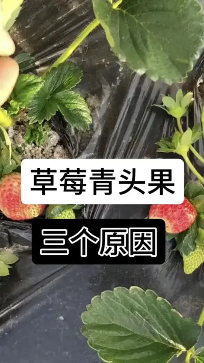 草莓青头果三个原因#草莓种植 #草莓种植管理技术和方法 #草莓种植方法 #草莓种植基地 #服务三农支持三农