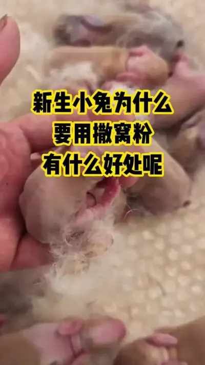新生小兔为什么，要用撒窝粉，有什么好处呢#抖音三农#养殖#养兔