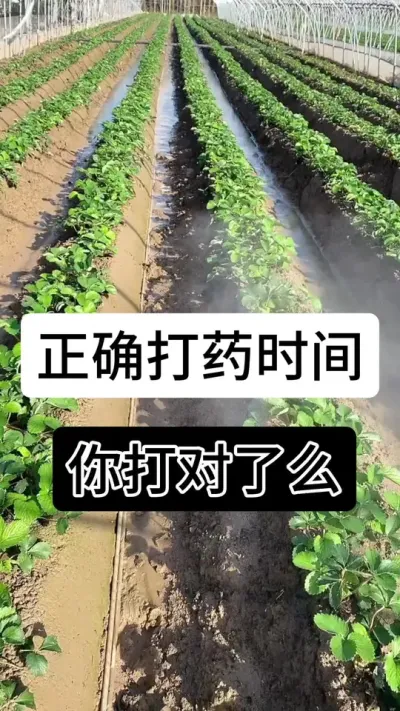 正确打药时间你打对了么#草莓种植管理技术和方法 #草莓种植方法 #草莓种植 #草莓种植基地 #服务三农支持三农