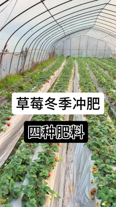 草莓冬季冲肥四种肥料#草莓种植管理技术和方法 #草莓种植方法 #草莓种植
