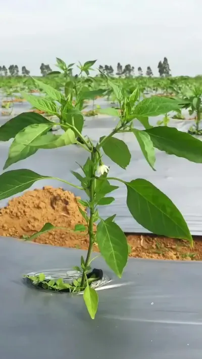 想要辣椒高产丰收就用这个 #三农 #辣椒种植 #农业种植