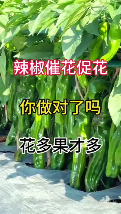辣椒催花促花，你做对了吗？花多果才多 #三农 #辣椒 #农业种植