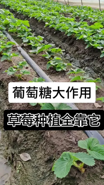 葡萄糖大作用 草莓种植全靠它#草莓种植管理技术和方法 #分享农业知识帮农民增产增收 #草莓种植 #草莓种植方法#草莓种植方法