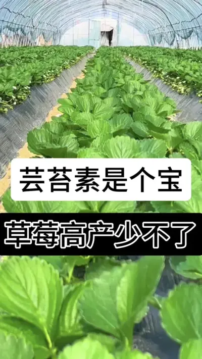 芸苔素是个宝草莓高产少不了#草莓种植管理技术和方法 #草莓种植 #草莓种植方法 #草莓养护方法