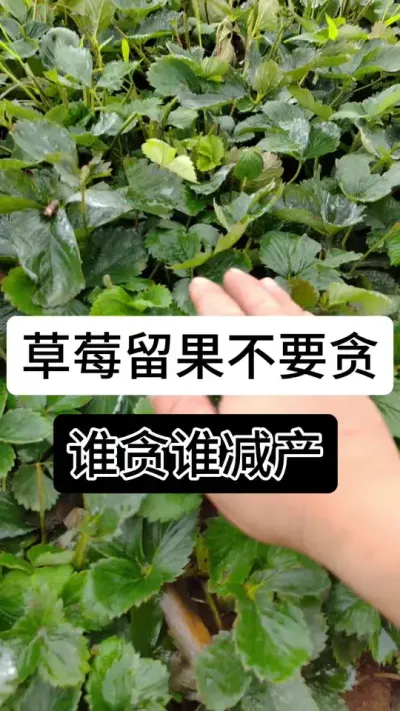 草莓留果不要贪谁贪谁减产#抖音助农 #抖音助农 #抖音助农