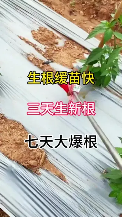 生根缓苗快，三天生新根，七天大爆根 #辣椒种植 #三农 #农业