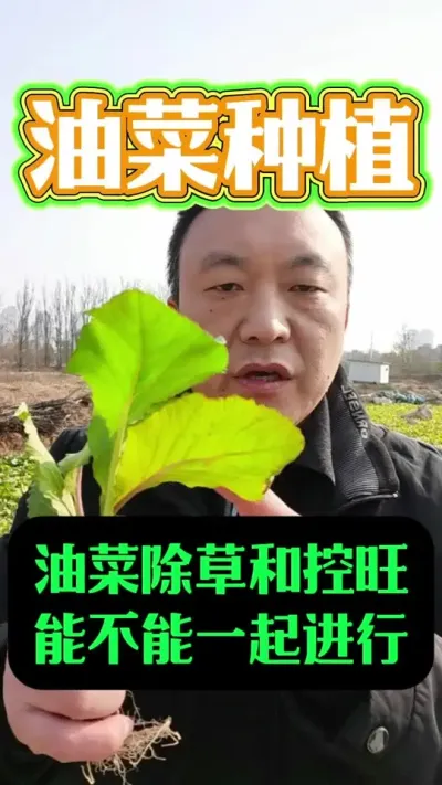 油菜的除草和控旺能不能同时进行？#油菜种植 #每天分享种植农业小知识