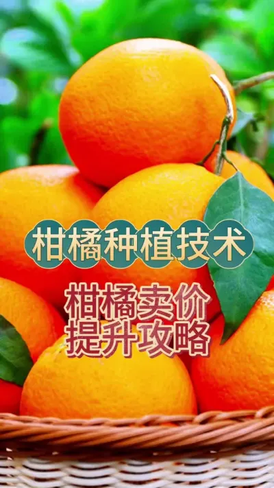 柑橘价格提升攻略#柑橘种植 #抖音助农 #砂糖橘 #丑橘