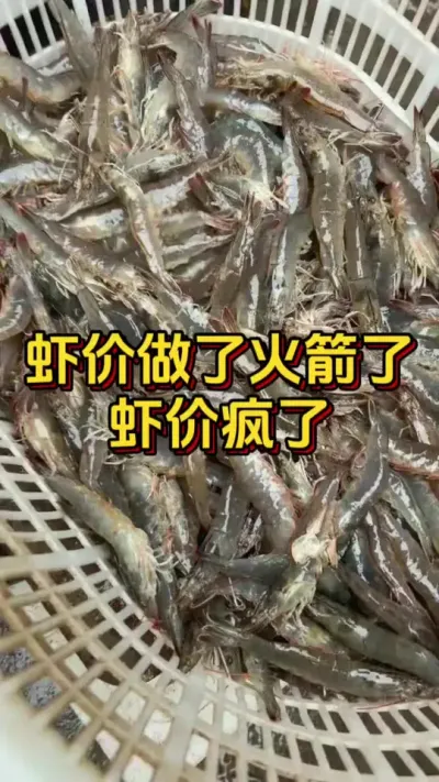 #嘉骏新水产#嘉骏集团#南美白对虾养殖 #小棚虾 #水产养殖技术 虾价疯涨啦