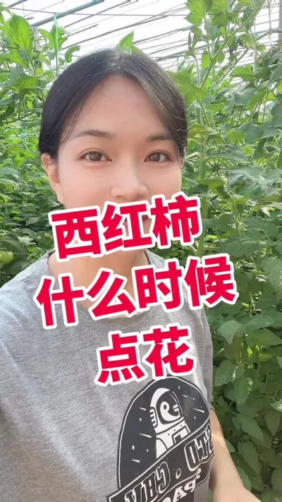 #西红柿种植#大棚西红柿 #点花  #记录我的种植生活 点个关注 互相学习吧@抖音小助手