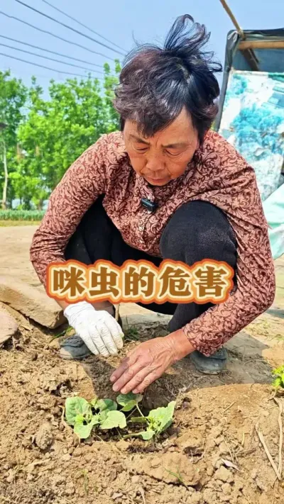 现在正是咪虫泛滥的季节，一定要给它防治一下#三农 #病虫害防治 #蔬菜种植 #蔬菜杨大姐 @DOU+上热门 @DOU+小助手 @抖音创作小助手