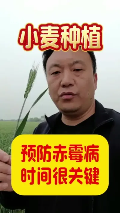 赤霉病的预防，这个时间很关键。#小麦管理技术 #赤霉病防治