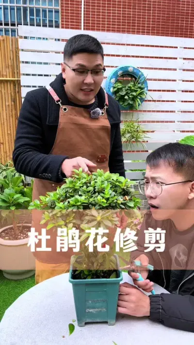 杜鹃花的修剪方法#杜鹃花 #花卉绿植 #养花小知识 #分享养花经验