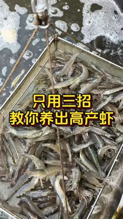 只用三招教你养出高产虾#水产人 #对虾养殖 #养虾人 #嘉骏集团 #嘉骏新水产