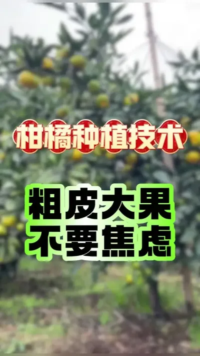 #上热门 柑橘种植&ldquo;拉皮&rdquo;，是不是智商税？ #柑橘种植 #服务三农 #助力三农 #柑橘保果