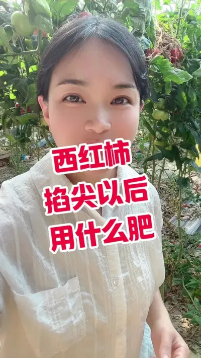 #记录我的种植生活 #大棚种植 #西红柿种植  小黄车下单 @抖音小助手
