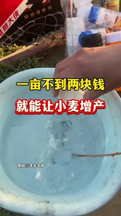 让小麦增产的关键！ #种植小技巧 #传播农业小知识 #小麦种植 #小麦膨大剂