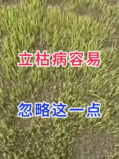 立枯病容易忽略这一点 #传播农业种植小知识   #土传病害   #农业种植小知识   #每天分享农业种植小知识