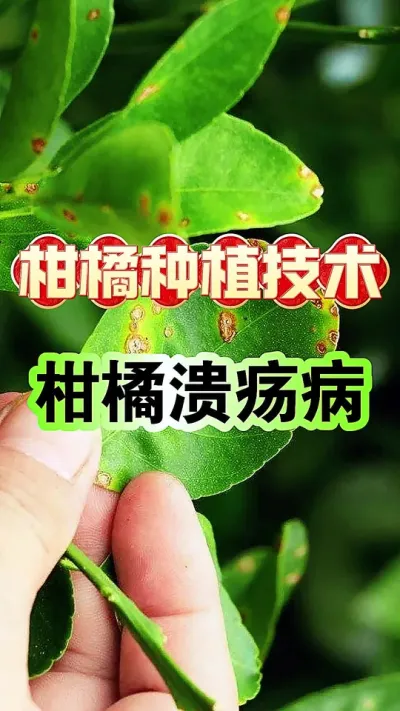 #上热门 柑橘溃疡病识别、窗口期及防治#柑橘种植 #柑橘溃疡病 #抖音助农 #新农人计划