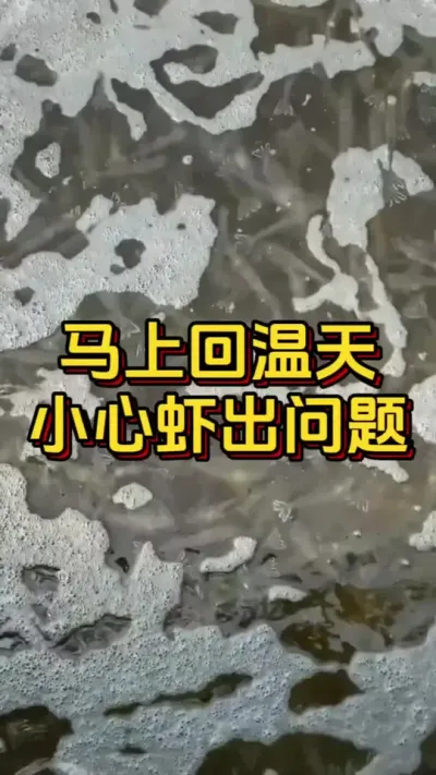 马上回温天，小心虾出问题#水产养殖 #水产人 #养虾人 #嘉骏新水产 #嘉骏集团