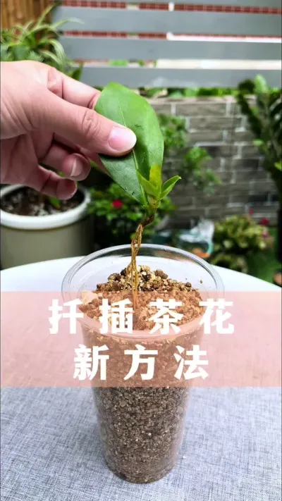 扦插茶花新方法#花卉绿植 #茶花 #养花小知识 #爱生活爱养花