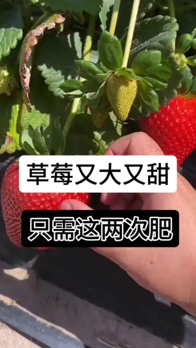草莓又大又甜只需这两次肥#草莓种植管理技术和方法 #草莓种植方法 #草莓种植 #草莓种植基地 #服务三农支持三农